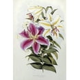 thumbnail image 2 of Elwes, Henry John 23x32 White Modern Wood Framed Museum Art Print Titled - A Monograph of The Genus Lilium, 2 of 4