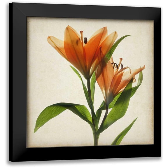 Stalus, Judy 12x12 Black Modern Framed Museum Art Print Titled - Parchment Flowers X