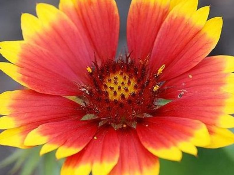 20 Seeds Dwarf Blanket Flower Gaillardia Indian Blanket Wildflower Pollinator Friendly Attracting