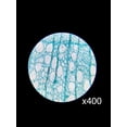 thumbnail image 7 of Student Monocular Compound 40x-640x Microscope, 7 of 7