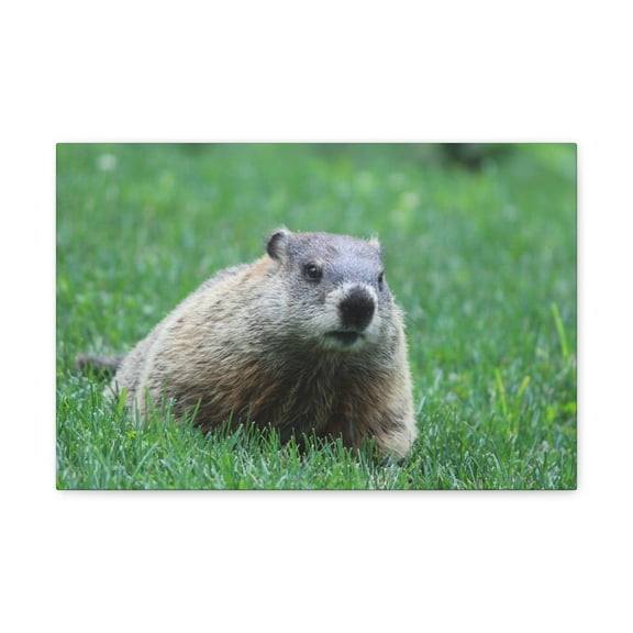 Woodchuck Hunting Woodchuck on Hunt Print Animal Wall Art Wildlife Canvas Prints Wall Art Ready to Hang Unframed