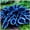 A, variant on Midnight Blue Hostas for Planting-(Non-Artificial)-Easy to Grow & Quick Sprouting