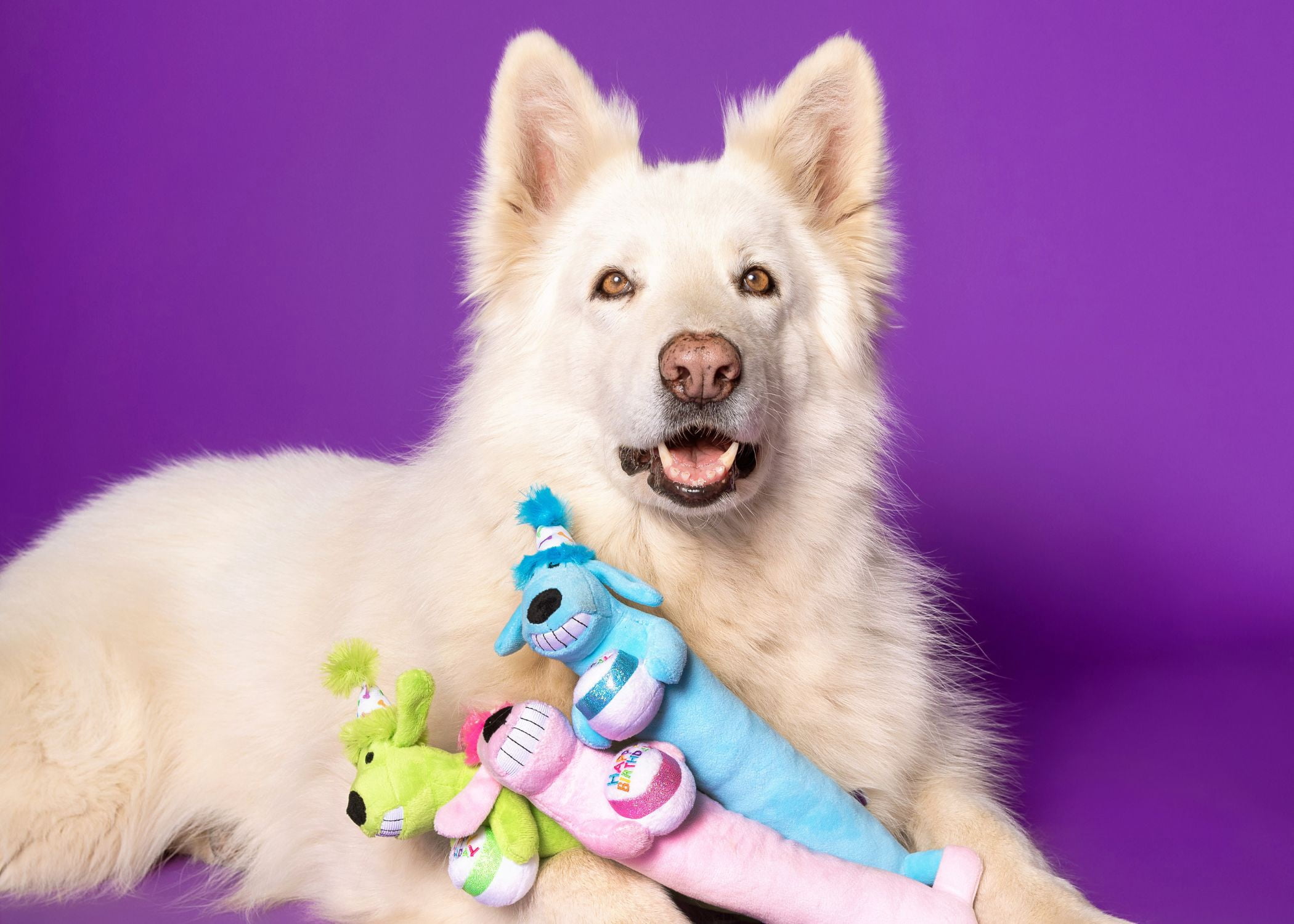 Multipet Plush Birthday Loofa Dog Toy with Squeaker, Pink