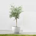thumbnail image 3 of Ecopots 12" x 11" x 10" Round Pure White Plastic Plant Pot, 3 of 4