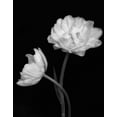 thumbnail image 2 of Poinski, Dianne 15x18 White Modern Wood Framed Museum Art Print Titled - Black and White Roses 4, 2 of 4