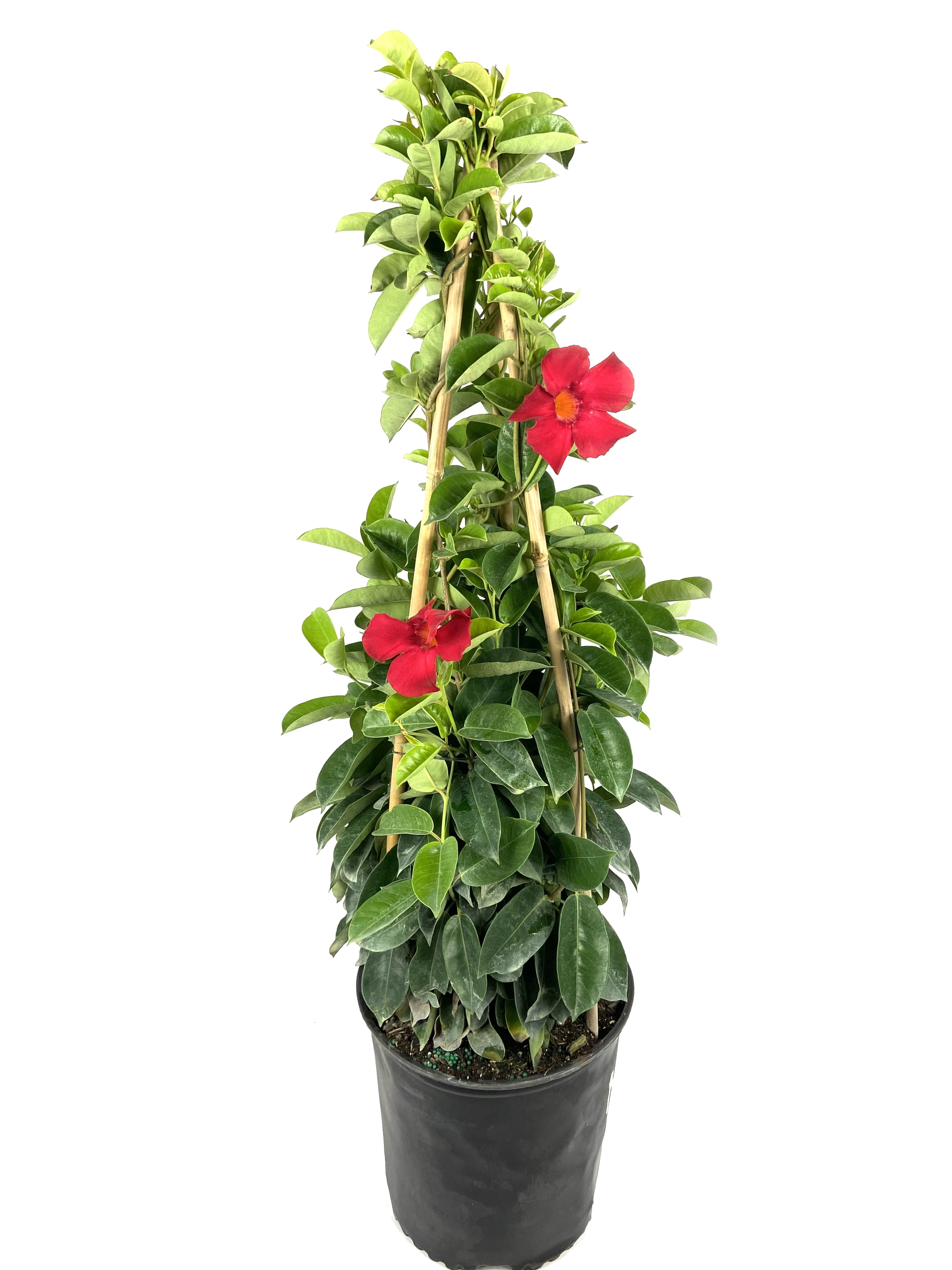Crimson Mandevilla Plant with Trellis Live Plant in a 10 inch Pot