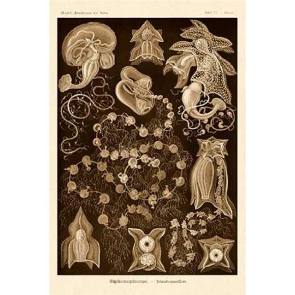 Bentley Global Arts PDX449741LARGE Haeckel Nature Illustrations - Siphoneae Hydrozoa - Affiche Sépia en Teinte Imprimée par Ernst Haeckel&44; 24 x 36 - Grand