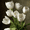 White Tulips Oil Painting, variant on Qisvanset Black and White Fashion Illustration Canvas Wall Art 15.75x11.81 INCHES