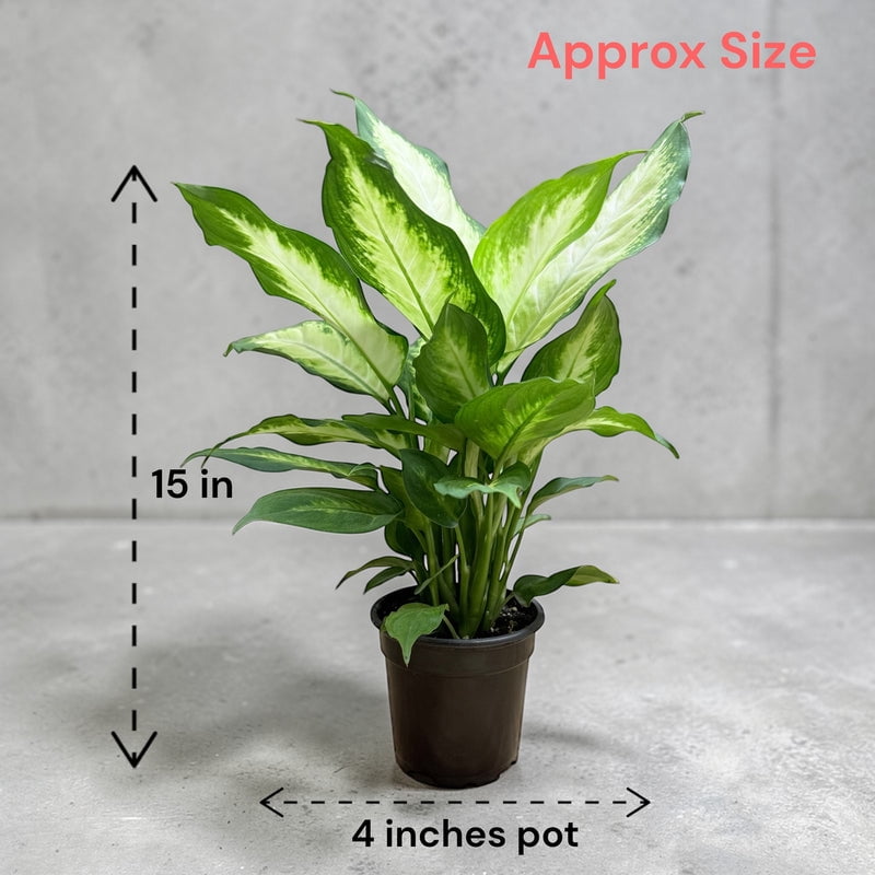 Dieffenbachia ‘Dumb Cane’ Live Plant in 4 Inch Plastic Pot – Easy Care Indoor Tropical Foliage Houseplant