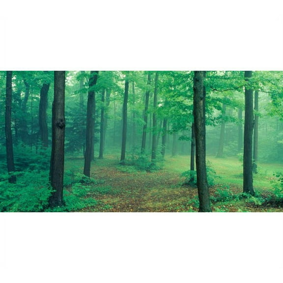 Biggies Wall Mural - Misty Forest - Large