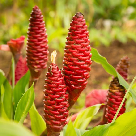 Shampoo Ginger Plant, Pinecone Ginger Plant, Awapuhi Zingiber Zerumbet, Red Shampoo Ginger for Outdoor Planting