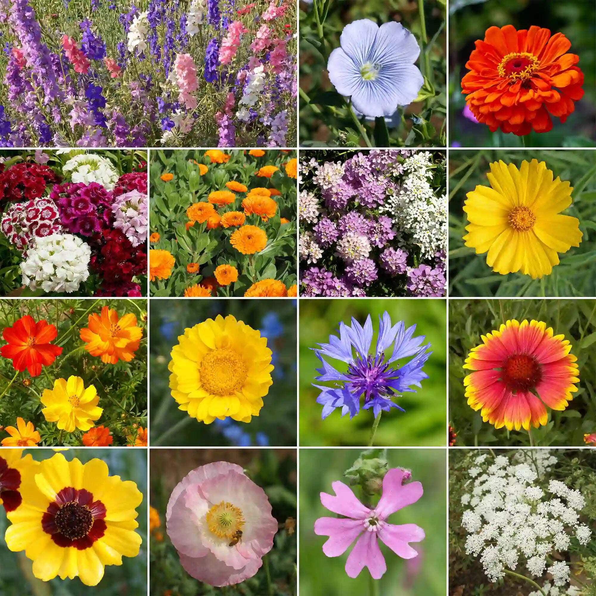 Ferry-Morse Mediterranean Mix Bulk Wildflower Seeds, 1lb