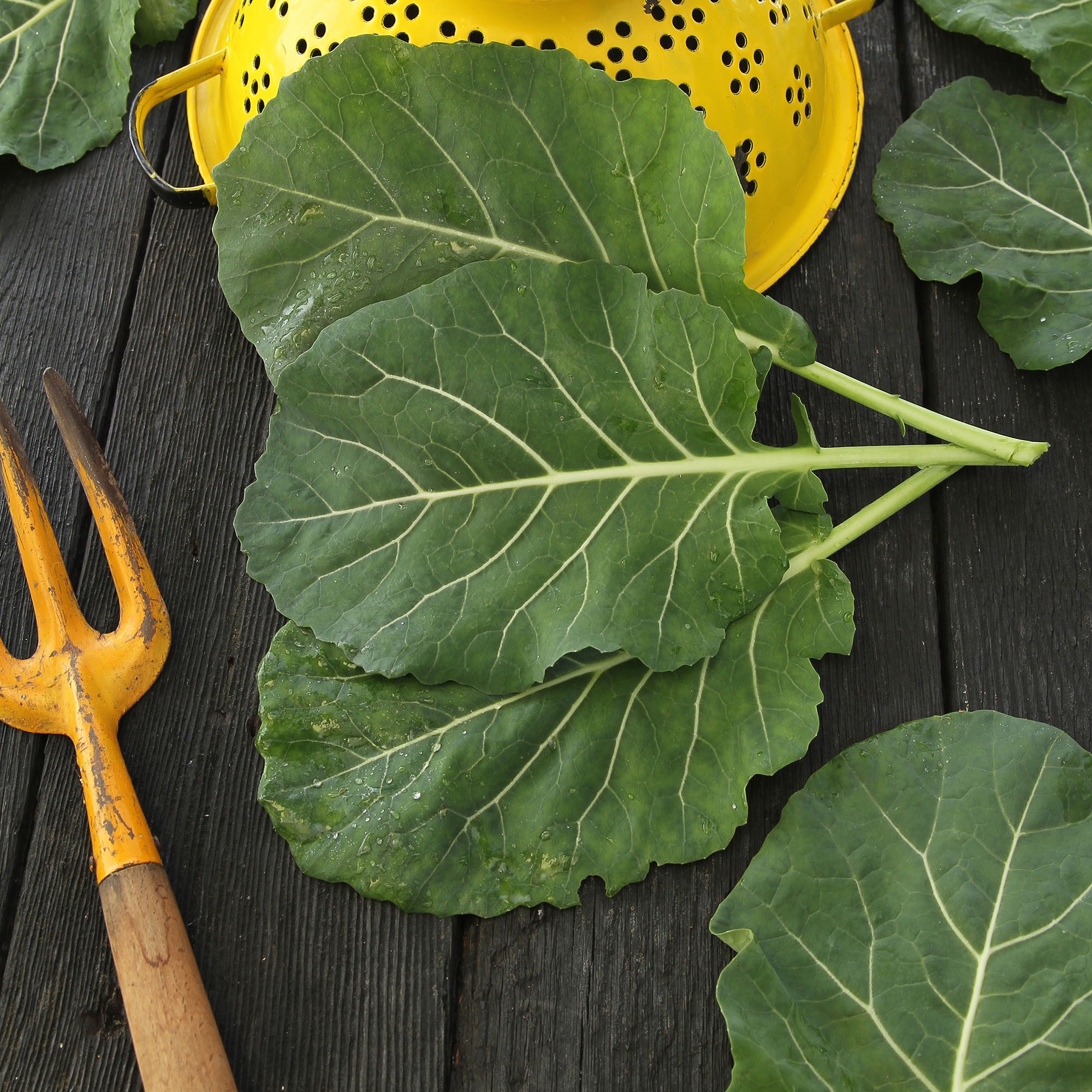 Vates Collard Greens 2 g 500 Seeds Heirloom, Open Pollinated, Non