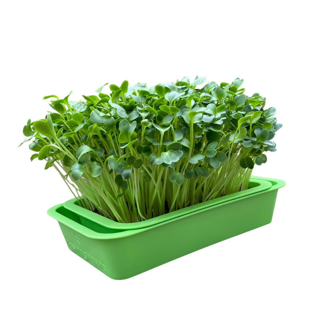 KnowingNature Microgreens Planter & Tray, BPA Free Heavy Duty & Bottom
