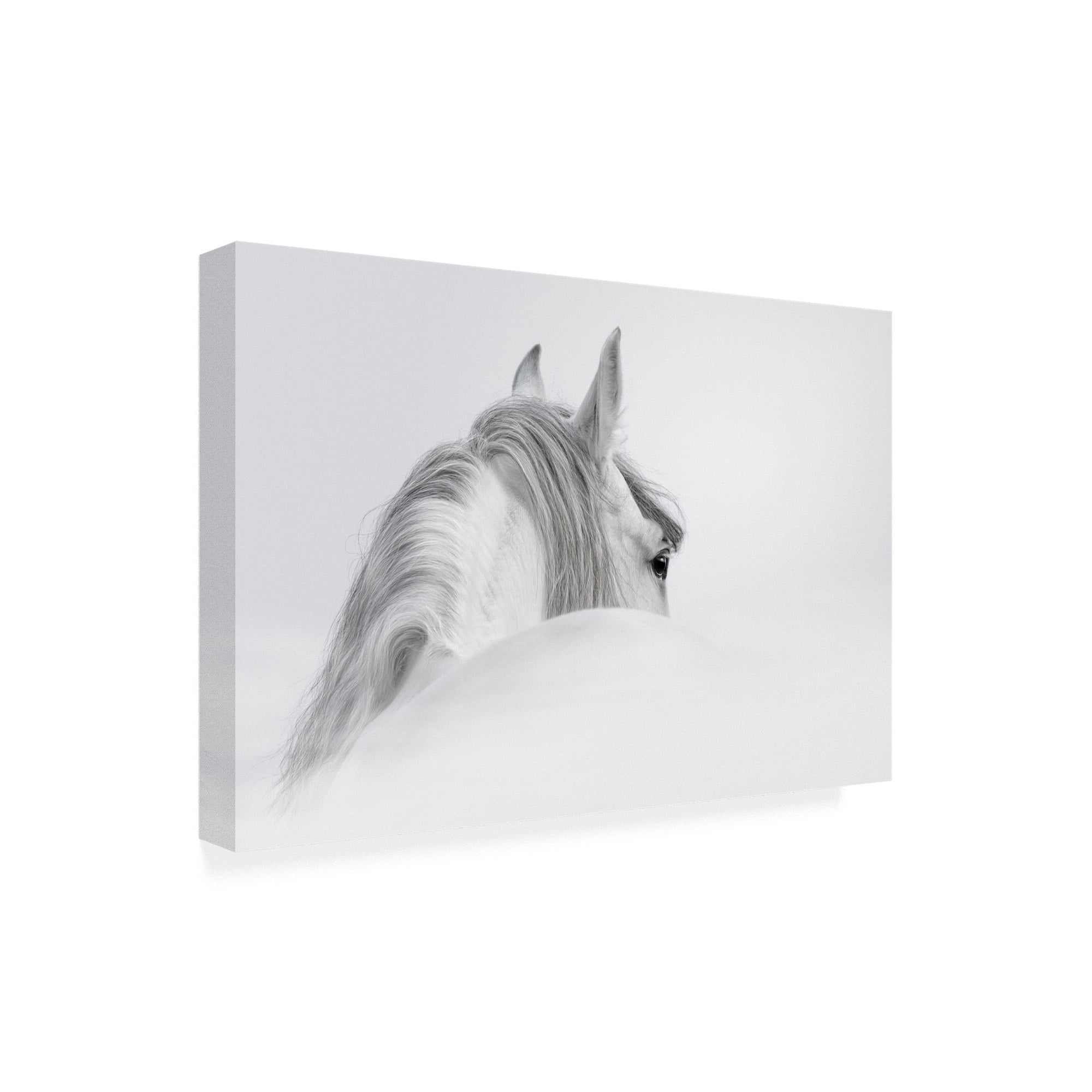Trademark Fine Art 'White Horse On White' Canvas Art by PhotoINC Studio