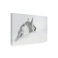 thumbnail image 2 of Trademark Fine Art 'White Horse On White' Canvas Art by PhotoINC Studio, 2 of 3
