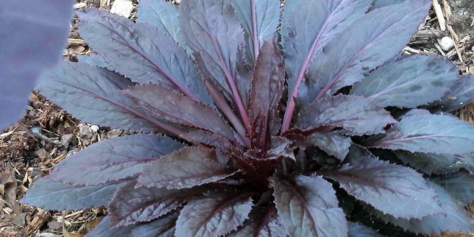 Black Truffle Cardinal Perennial Plant Lobelia Very Hardy Gallon