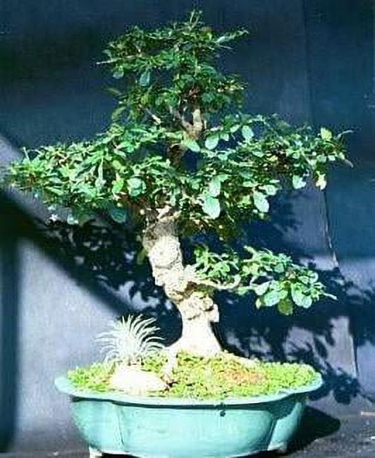 lego bonsai tree instructions Light Kit for LEGO The Botanical Collection Mini Bonsai Trees 10373 main image 1