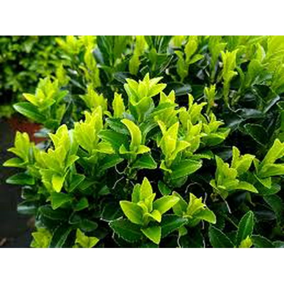 RedCrocus Euonymus microphyllus (Boxleaf Euonymus) Live Evergreen Shrub – Compact, Glossy Foliage for Hedges, Borders & Containers – Full Sun to Part Shade, Hardy Zones 6-9  2