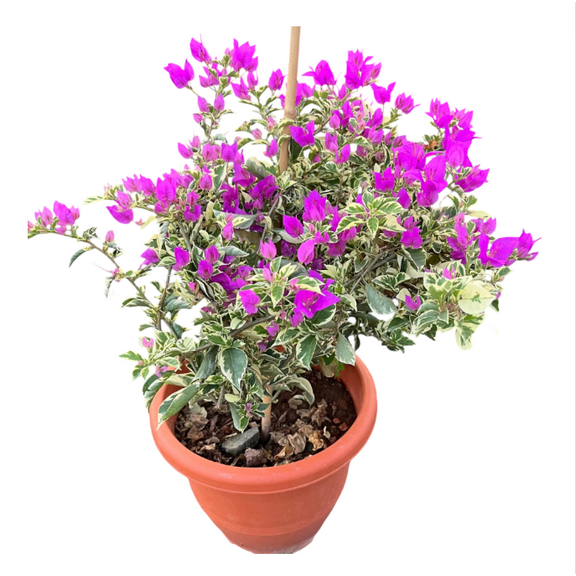 Set 2 Blueberry Ice Bougainvillea Live Starter Plants for Planting, Live Bougainvillea Plant, Purple Bougainvillea Trumpet Vine Flower, 4 to 6 Inch Tall, Ship No Pot
