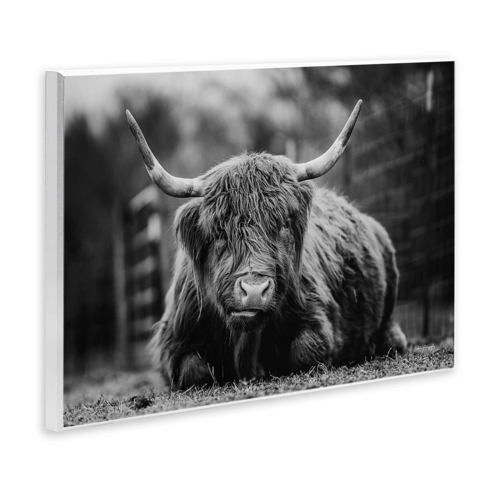 Stupell Industries Cattle Laying in Grass Animals & Insects Photography Unframed Art Print Wall Art, 15 x 10