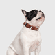thumbnail image 5 of Collar para perro: Collar de piel de vaca auténtica para perros pequeños y medianos,, 5 of 5