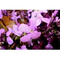 thumbnail image 4 of 500 EVENING ( night ) SCENTED STOCK Matthiola Longipetala Bicornis Flower Seeds, 4 of 9