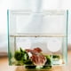 thumbnail image 4 of Raindrops 10Ud Decorativos Para Acuario Con Ventosa Para Entrenamiento Y De Peces Betta, 4 of 8