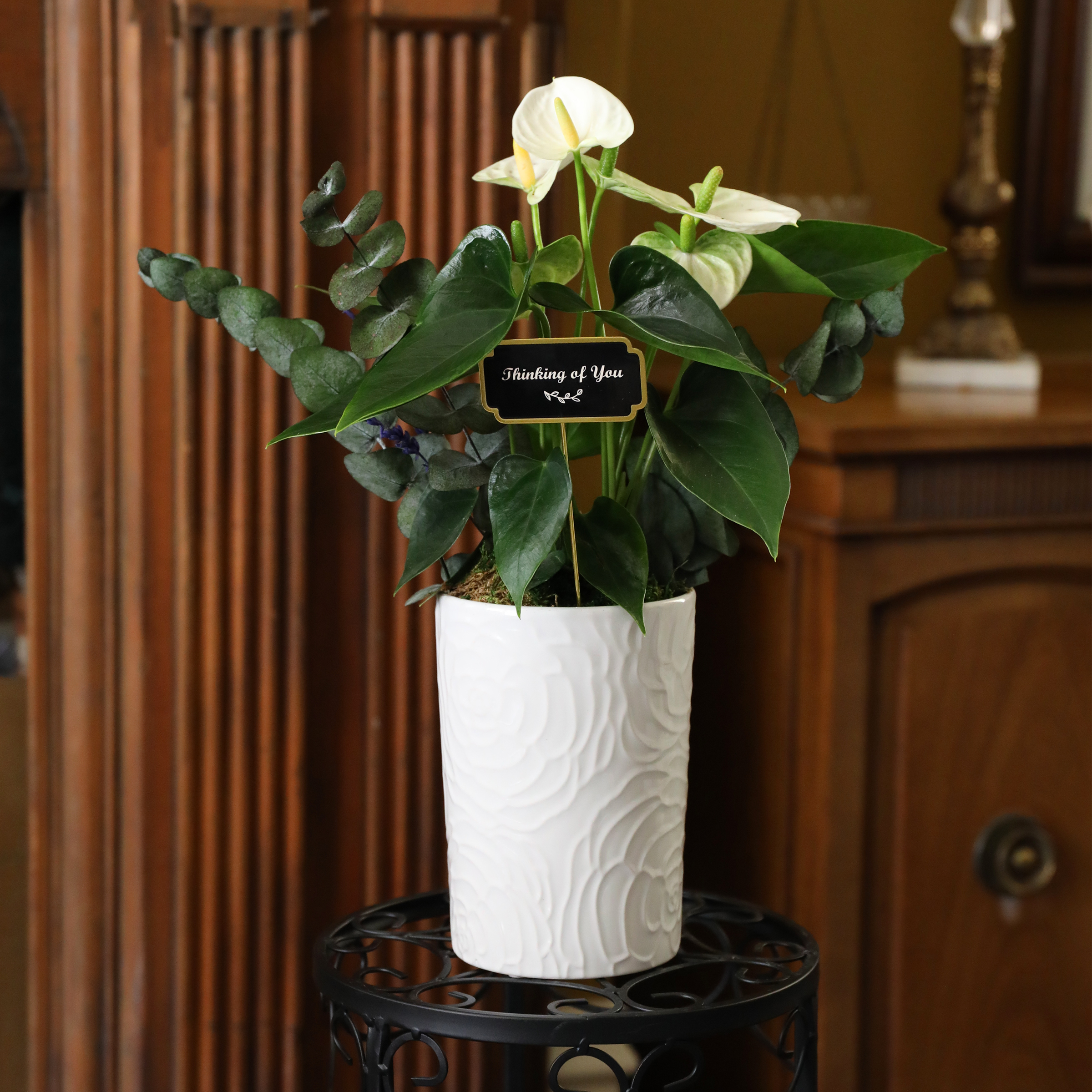 Green Circle Growers 5" White Anthurium in White Cassia Pot – Thinking of You Gift with Eucalyptus