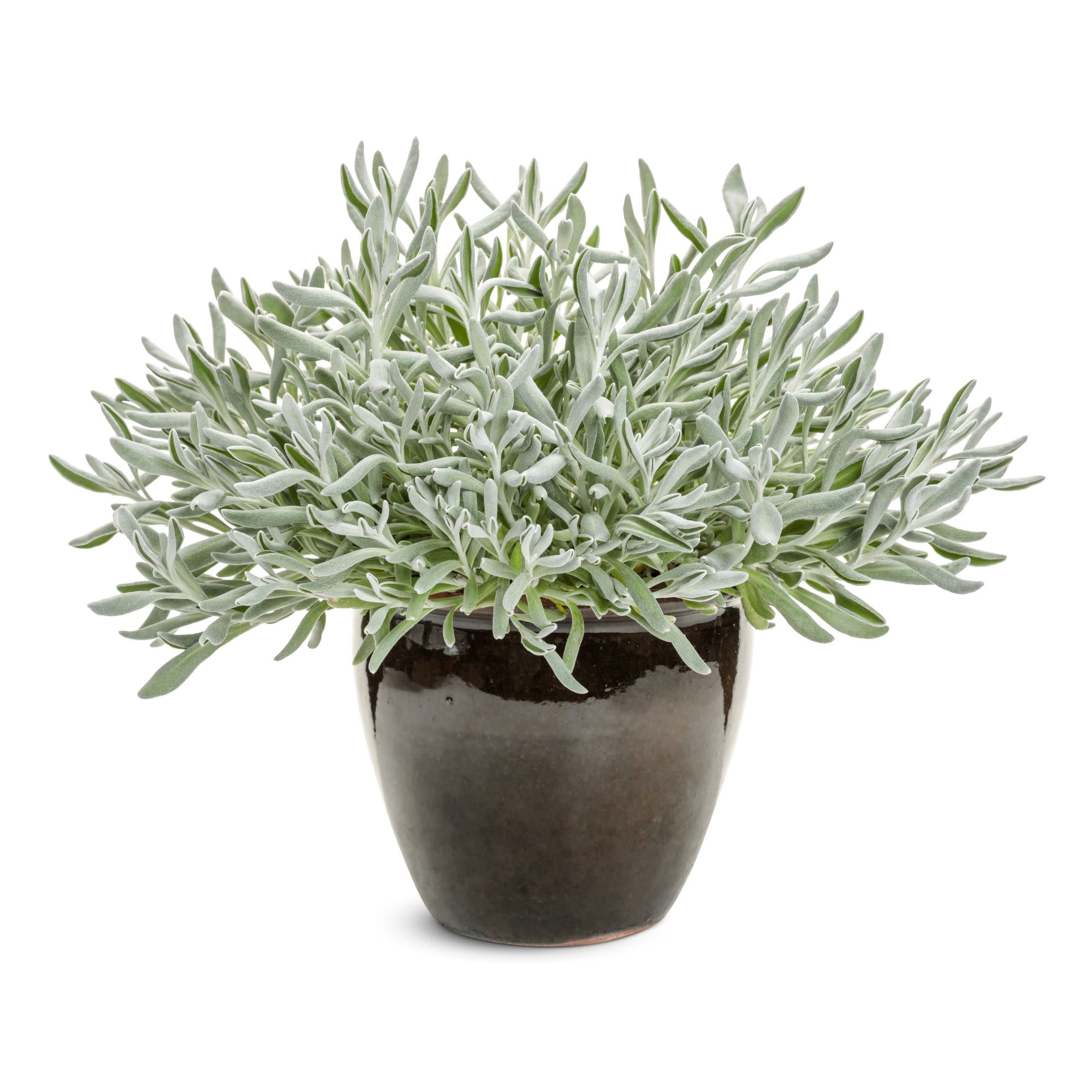 Proven Winners 4" White Silver River Didelta Live Plant in 4.25" Pot (4 Count)