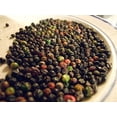 thumbnail image 4 of Black Pepper Plant - Piper nigrum - Grow Indoors or Out - 4" Pot, 4 of 4