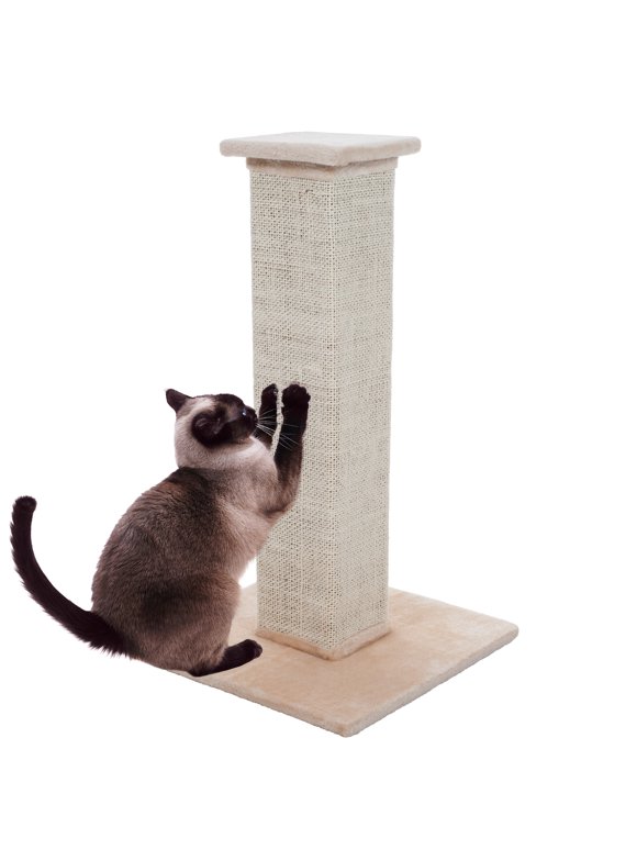 Cat Scratchers in Cats