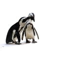thumbnail image 2 of Penguin Couple Wall Decal by Wallmonkeys Peel and Stick Graphic (18 in W x 18 in H) WM83212, 2 of 4
