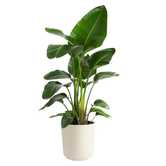 Costa Farms 36" White Bird of Paradise Live Plants in 9.25" Decor Pot