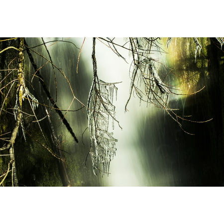 Icicle growing from a branch sharing space with a rainbow above a waterfall in the Olympic Peninsula rain forest Washington United States of America Poster Print by Doug Ogden  Design (Best Waterfalls In United States)