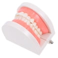 thumbnail image 4 of Modelo tipodonto dental para niños, herramienta de enseñanza oral para jardín de infantes, modelo de cepillado de caries, modelo de diente de plástico para uso educativo, 4 of 6