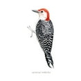 thumbnail image 3 of Popp, Grace 15x18 Black Modern Framed Museum Art Print Titled - Watercolor Woodpecker III, 3 of 5