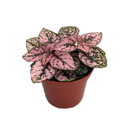 Pink Splash Dot Plant - Hypoestes - 3.5" Pot - Colorful House Plant