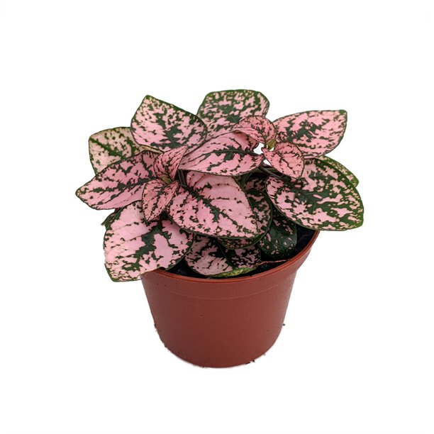 Pink Splash Dot Plant Hypoestes 2.5" Pot Colorful