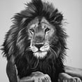 thumbnail image 2 of Atelier B Art Studio 12x12 White Modern Wood Framed Museum Art Print Titled - THE LION KING, 2 of 4