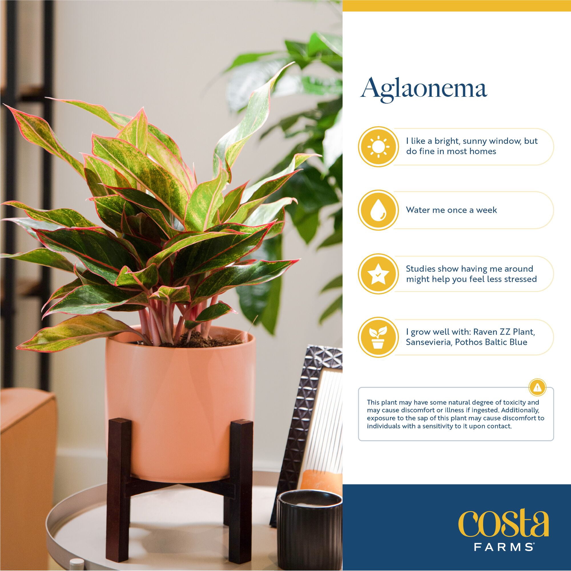 Costa Farms 14" Siam Aurora Aglaonema Live House Plants in 5" Pot Cover