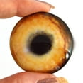 thumbnail image 2 of Light Brown Wolf Glass Eyes, 2 of 11