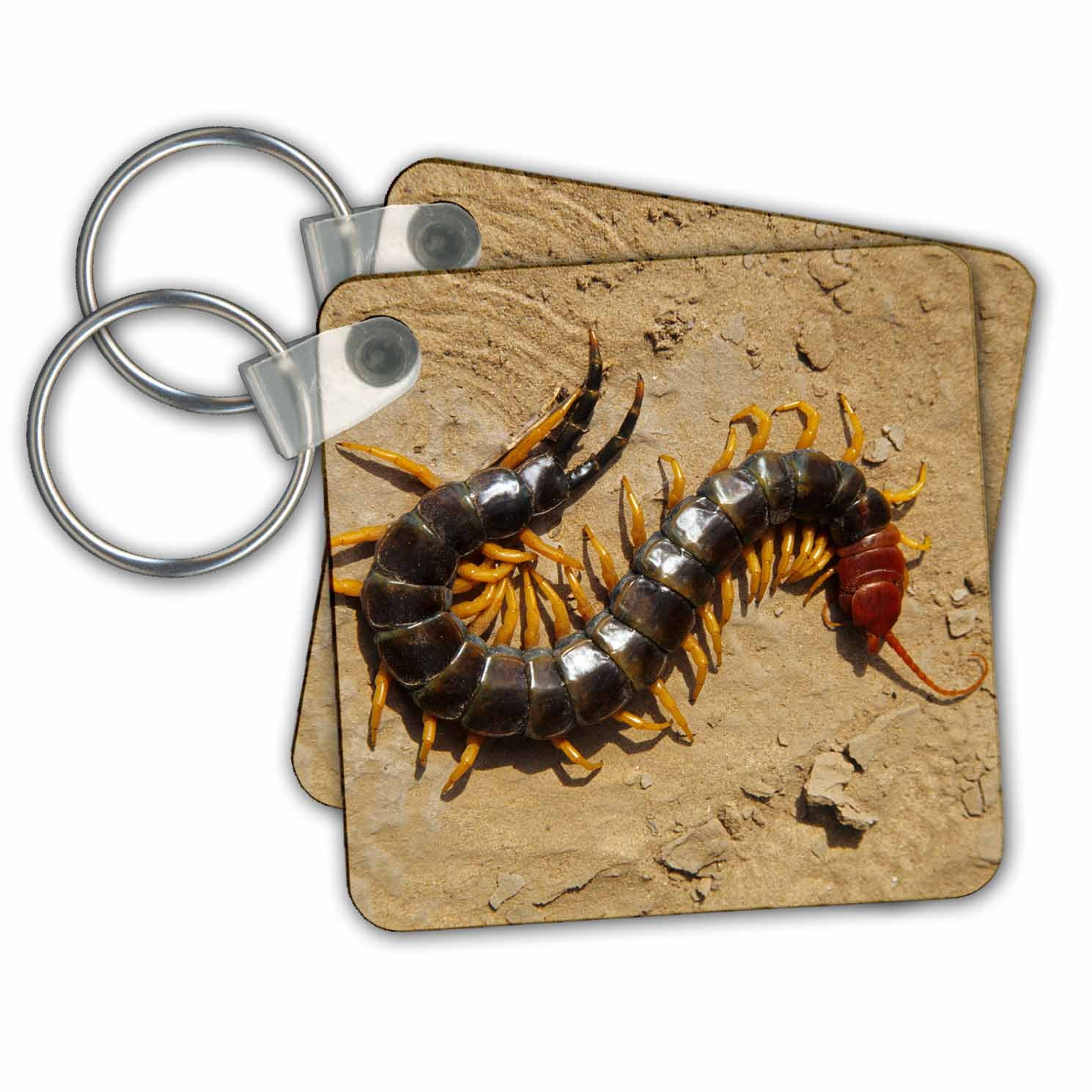 scolopendra heros prismatica scolopendra heros prismatica