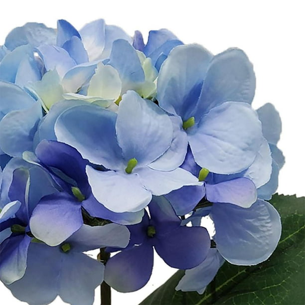 Hydrangea4936　1001 Mainstays 24