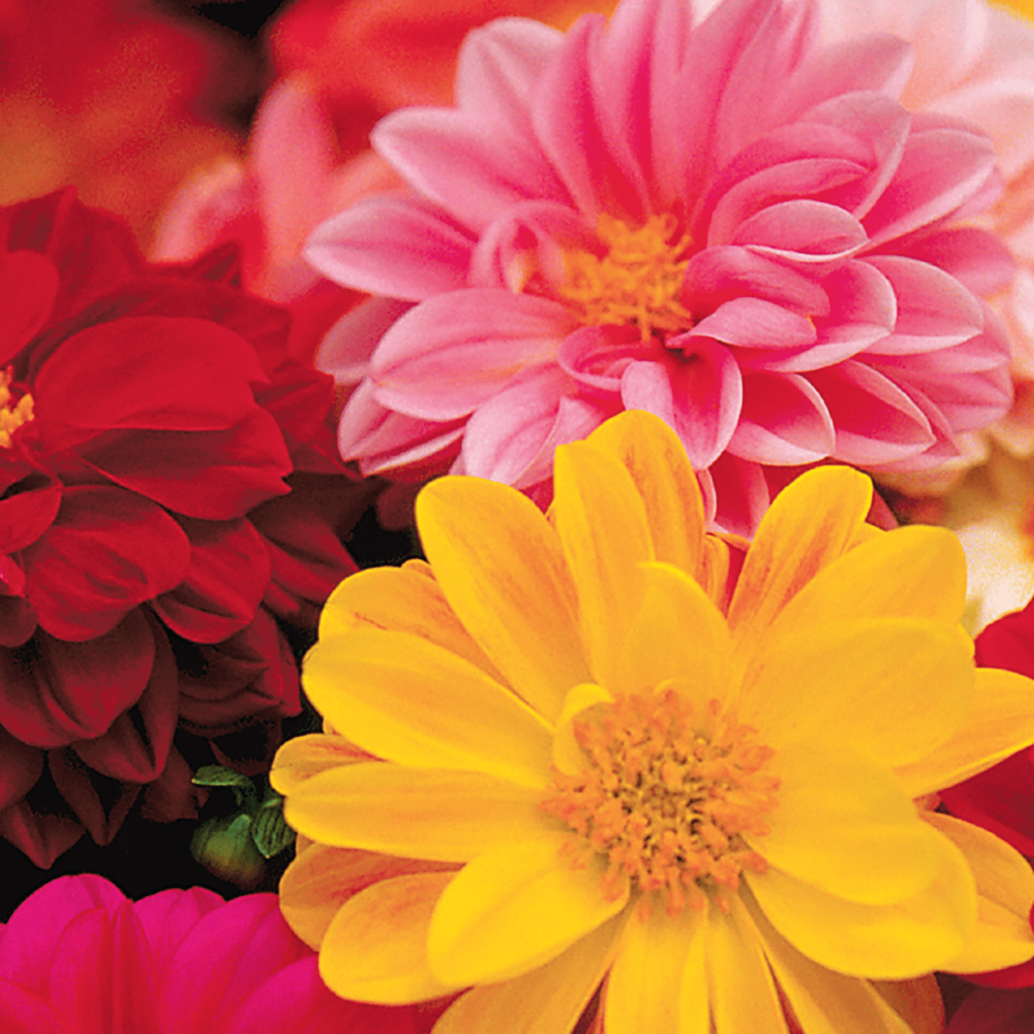American Seed 100MG Dahlia Unwins Ideal Bedding Mix Annual Flower, Full Sun