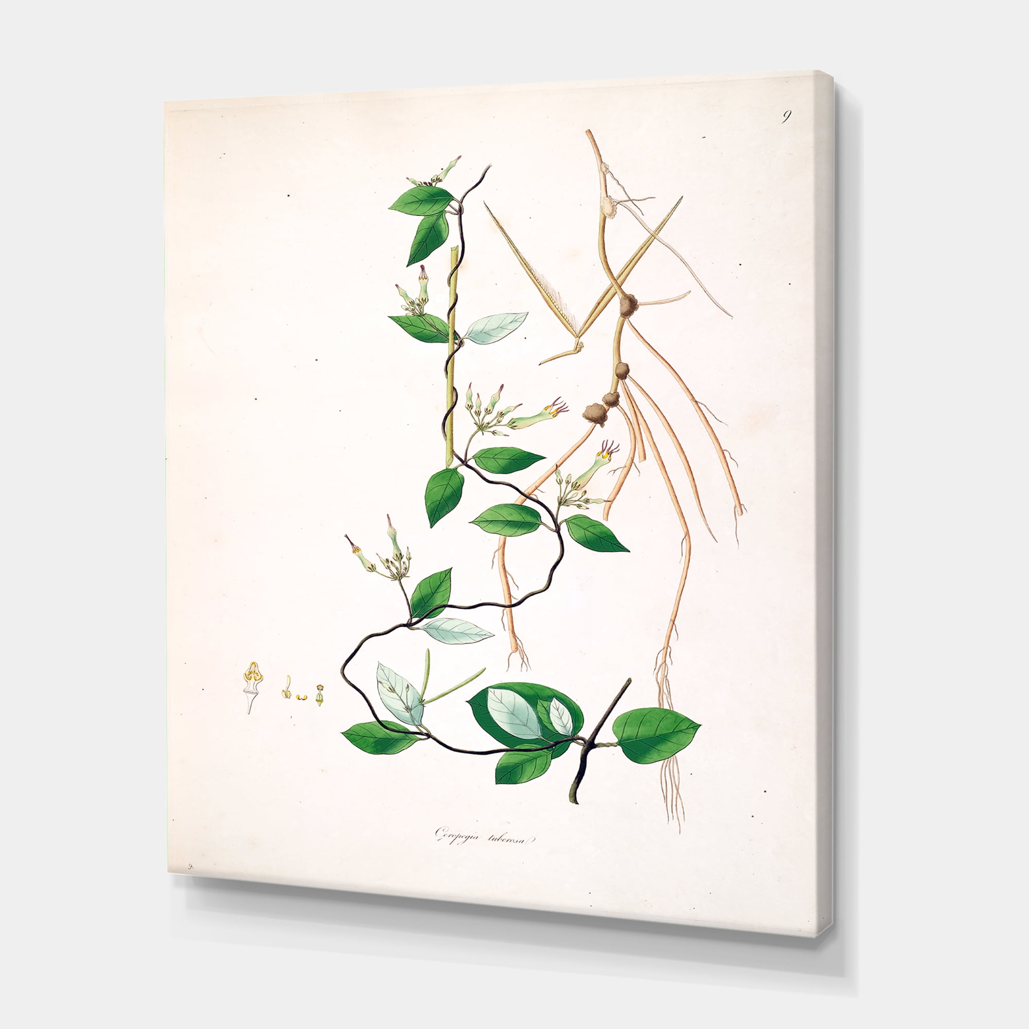 Designart ' Ancient London Plants IV ' Farmhouse Canvas Wall Art Print