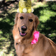 thumbnail image 4 of Sombrero de fiesta de cumpleaños con forma de perro y corona para niñas, reutilizable, con forma de gato y gatito, con figuras del 0 al 9, 4 of 5