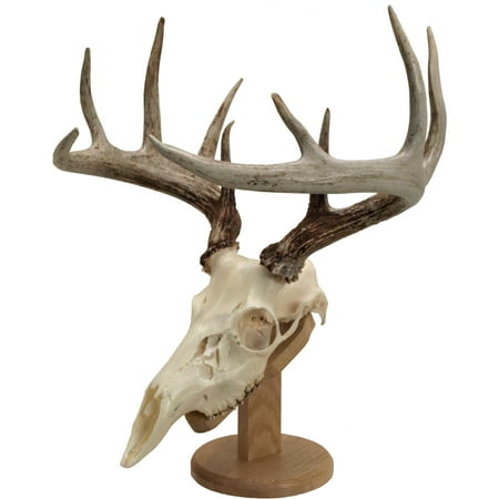 Walnut Hollow Country Solid Oak Euro Skull Mount Kit Reversible for Wall or Table