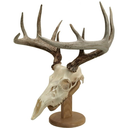 Display Wall Mounting Kit - Walnut Hollow Country Solid Oak Euro Skull Mount Kit Reversible for Wall or Table Mounting