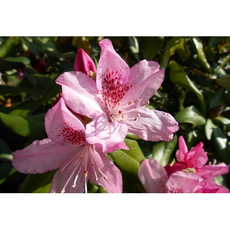 - Peel-n-Stick Poster of Blossom Pink Rhododendron Open Bloom Garden Poster 24x16 Adhesive Sticker Poster Print